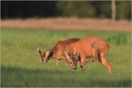 <p>SRNEC OBECNÝ (Capreolus capreolus) Šluknovsko - okolí Rumburku, 9/2016 /European roe deer - Reh/</p>